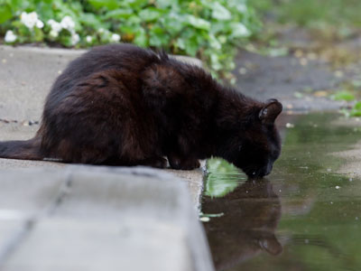 Yes, I was in the gutter when I took this photo.