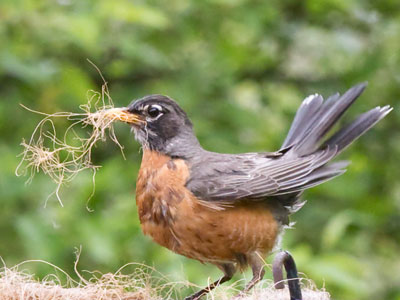 A robin feathering his nest has very little time to rest while gathering his bits of twine and twig. ROBERT & RICHARD SHERMAN