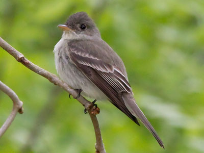 I think this is a dark-eyed junco, but it didn`t give a name.