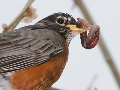 Nature keeps a balance between predator and prey -- well, until humans came along.