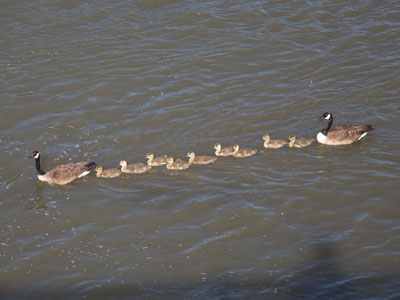 Two geese have nine goslings in just one year, and they live for more than 20 years.  Human beings are in trouble.