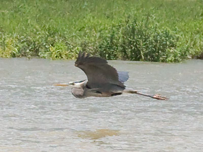 Ever seen two herons together?  Me neither.