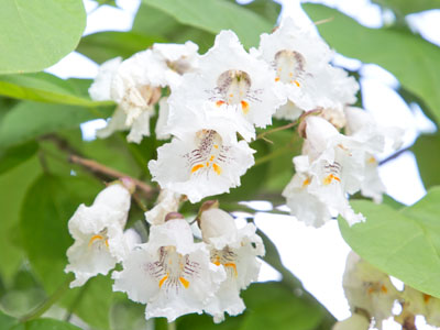 The popcorn trees popped a little late this year (see May 25, 2004).