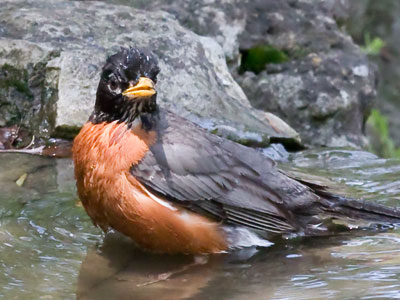 There was mixed bathing going on.