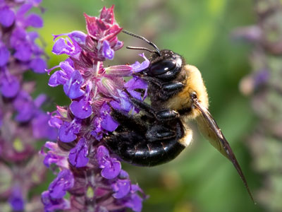 A giant bee inside my house would freak me out.  But on a flower outdoors, we get along just fine.