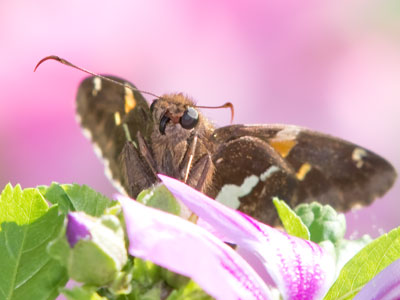 Placing a pink flower behind the insect was my choice, and a good one.