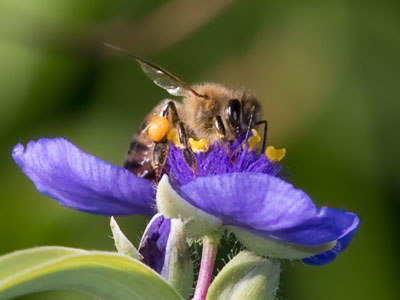 Each spiderwort blossom blooms for only one day.