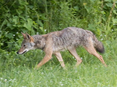 The climax of the day came with my first coyote photo.