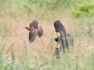 There was one female and three males, so it was a noisy morning on the prairie.