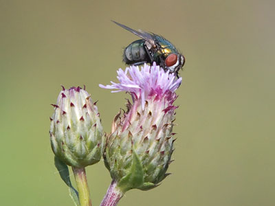 `I`m a pollinator too!`