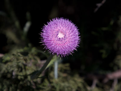 Weeds spring eternal.