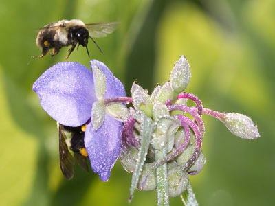 The bees were out early, and so was I.