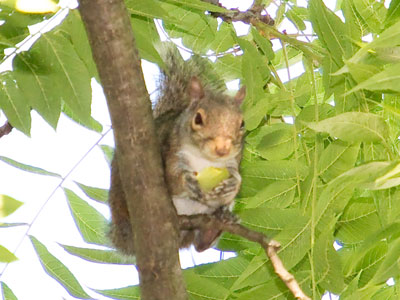 Thing 1: no hawks nested in the neighborhood this year. Thing 2: When I look outside, there are maybe 8 - 12 squirrels in my field of view.