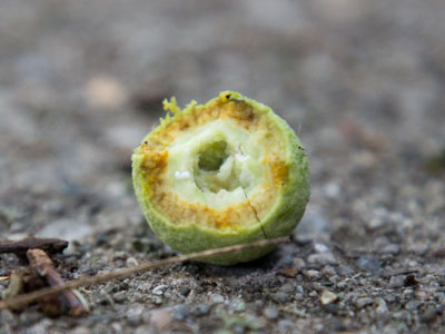 Thing 3: all those squirrels need to eat.  Thing 4: the squirrels are prematurely eating walnuts from the tree in front of my house, making a huge mess everywhere.