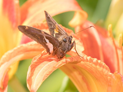 You weren`t there to see this fleeting moment on a perfect summer morning, so I took this photo for you.