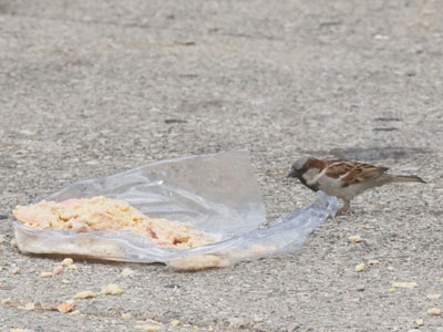 Someone spilled their cookies and the birds ate it up.