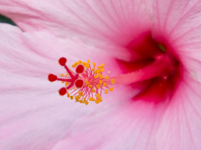 There were daisies nearby, but the hybiscus was reaching out to me.