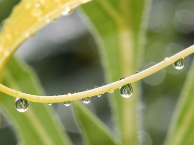 Lily drops.