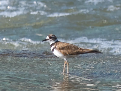 The eve is still, yet from the hill the killdeer echoes loud and shrill. PAUL LAURENCE DUNBAR