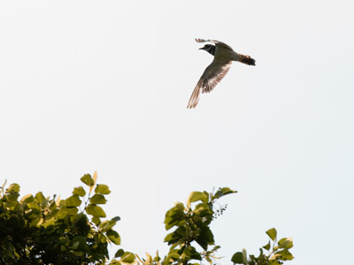 And the killdeer makes the most noise of all (see July 1 above).