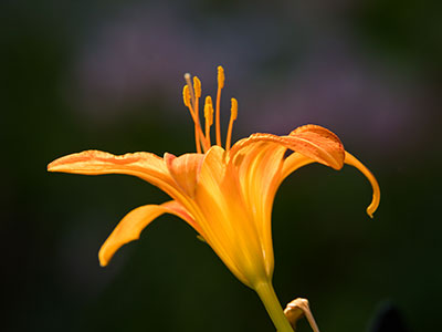 Take the lilies and the lace from the days of childhood, all the willow winding paths leading up and outward. This is what I give, this is what I ask you for, nothing more. JUDY COLLINS