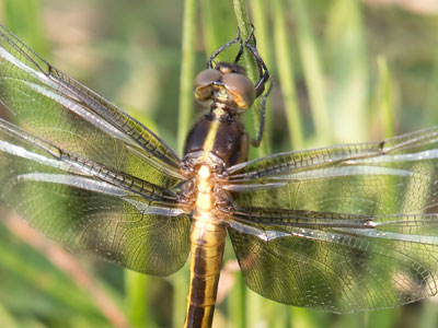 I stalked this dragonfly with 18 photos.