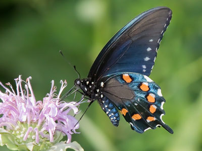 I`m not going out into the prairie today.  I always get bitten by mosqui -- wait, there`s a pipevine swallowtail.