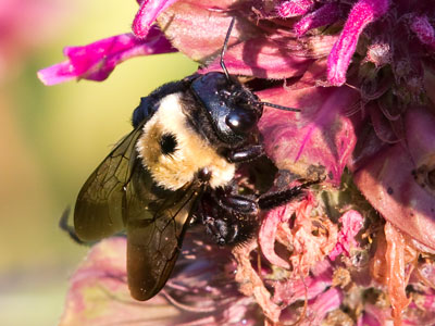 I waited -- and waited -- for this bee to start flying.  It might still be there.