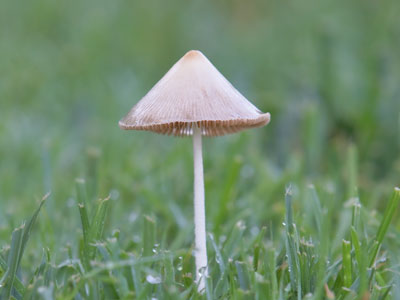 Beneath the toadstool.