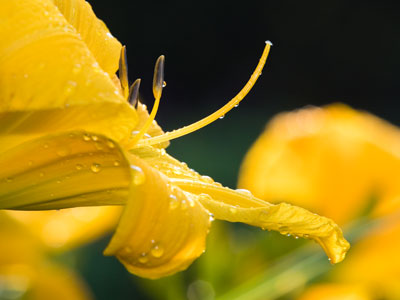 Morning in the garden.