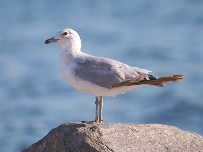 A nervous gull, photographed out the car window.