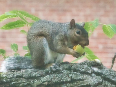 Why I don`t park under this tree during this time of year (see June 19, 2020).