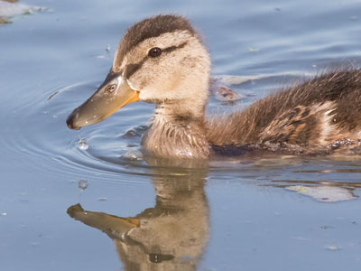 I watched a humorous moment when a duckling collided with a fish that had come to the surface to breathe.