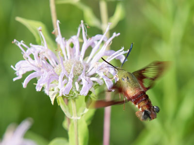 Looking for a butterfly, I found a hummingbird moth.