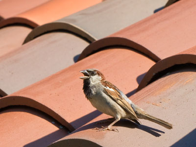 Bird families have turned this roof into clay condos.