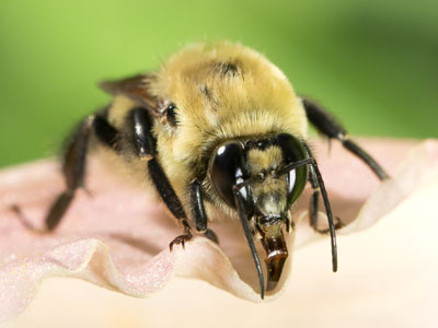 A bumblebee`s proboscis (or tongue) is folded up in flight, but it comes out to lap up nectar from a flower.