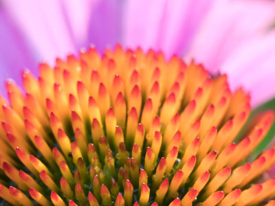 I brought the bug and flower lens to the garden today.