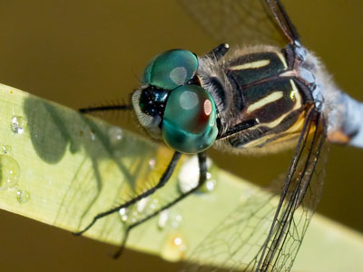 With their large eyes, containing up to 30,000 facets, dragonflies see colors that humans can`t even perceive.