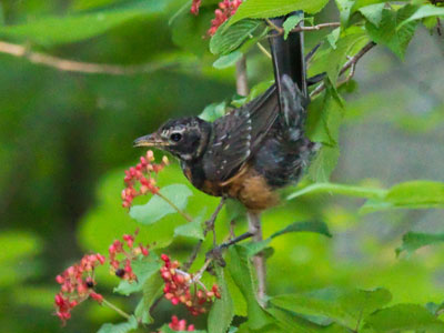 Robins and cardinals were feasting on berries.