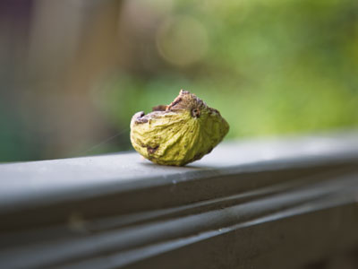 Squirrels make themselves comfortable on my porch (see July 12 above).