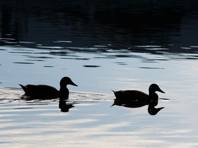 The morning traffic is just beak to beak.