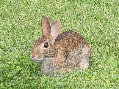 Clover for dinner.