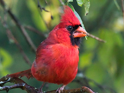 Cardinals are the punk rockers of the bird kingdom.