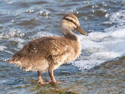 A tween duck.