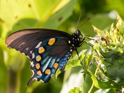 I haven`t seen very many large butterflies this year.