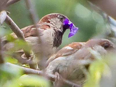 One bird arrived with a purple flower petal in its beak and all the other birds freaked out.