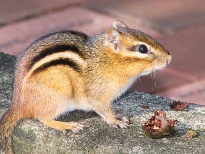 `Gotta keep my eyes open, because there are usually chipmunks around -- oh!`  I know Smith Garden very well.