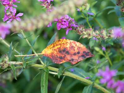 It was chilly and leaves were falling.  I`m not ready.