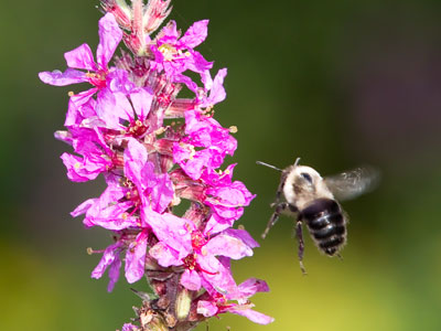 Most of the food you eat depends on pollination.