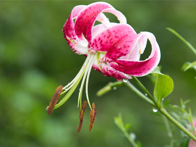 Of ten shots of this flower, this is (presumably) the best.